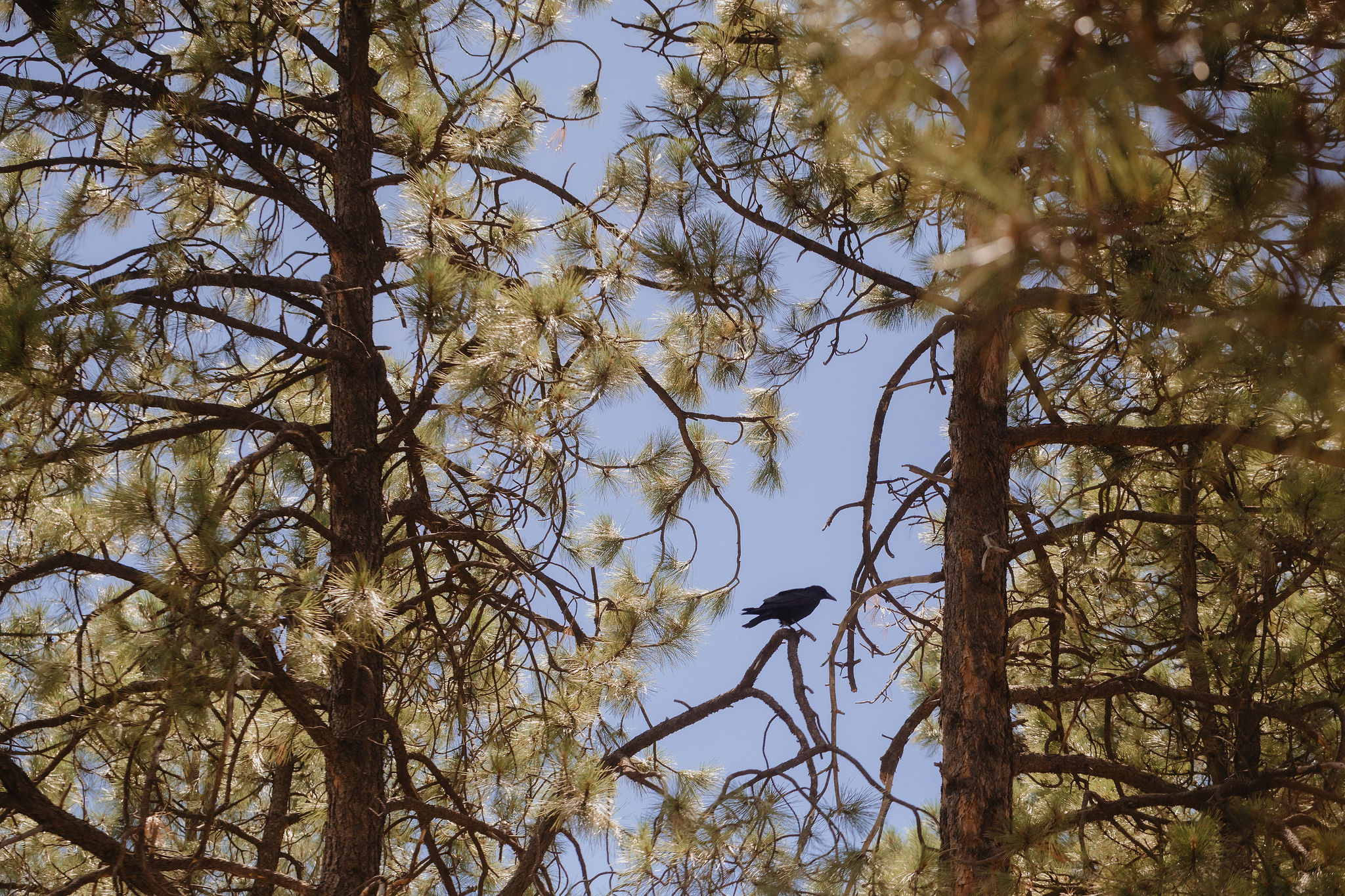 Tall trees near Aldea in the Woods in Flagstaff
